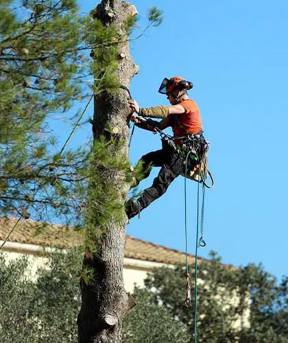 Photo d'un élageur à Cholet
