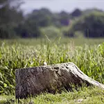 photo rognage de souche à cholet